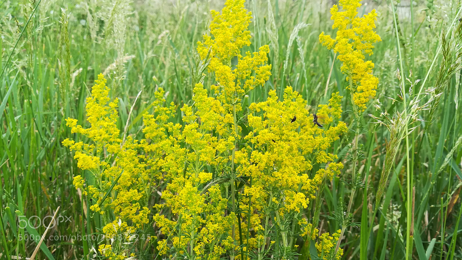HUAWEI P10 lite sample photo. Flower photography