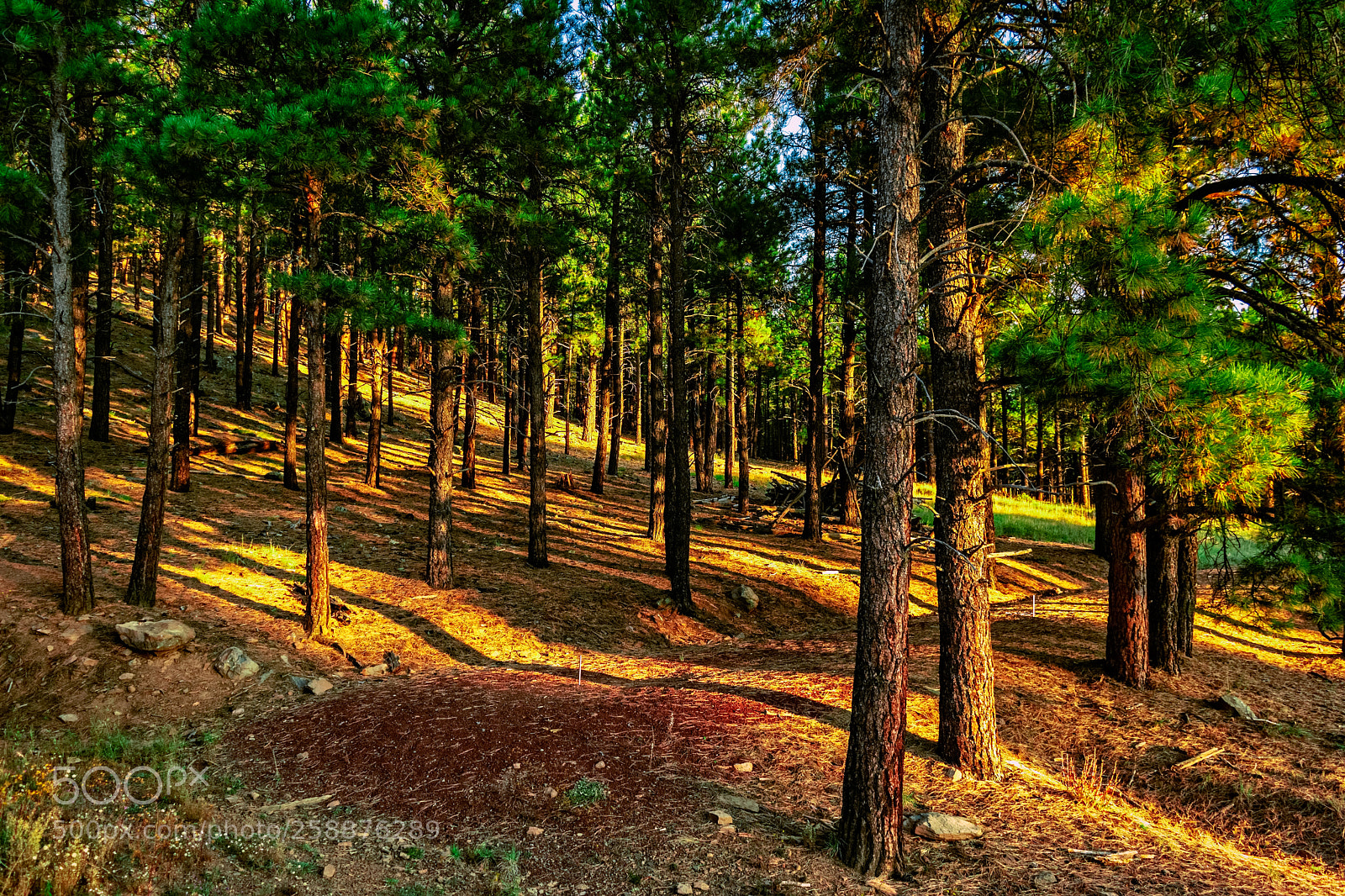 Nikon D5300 sample photo. Golden woods photography