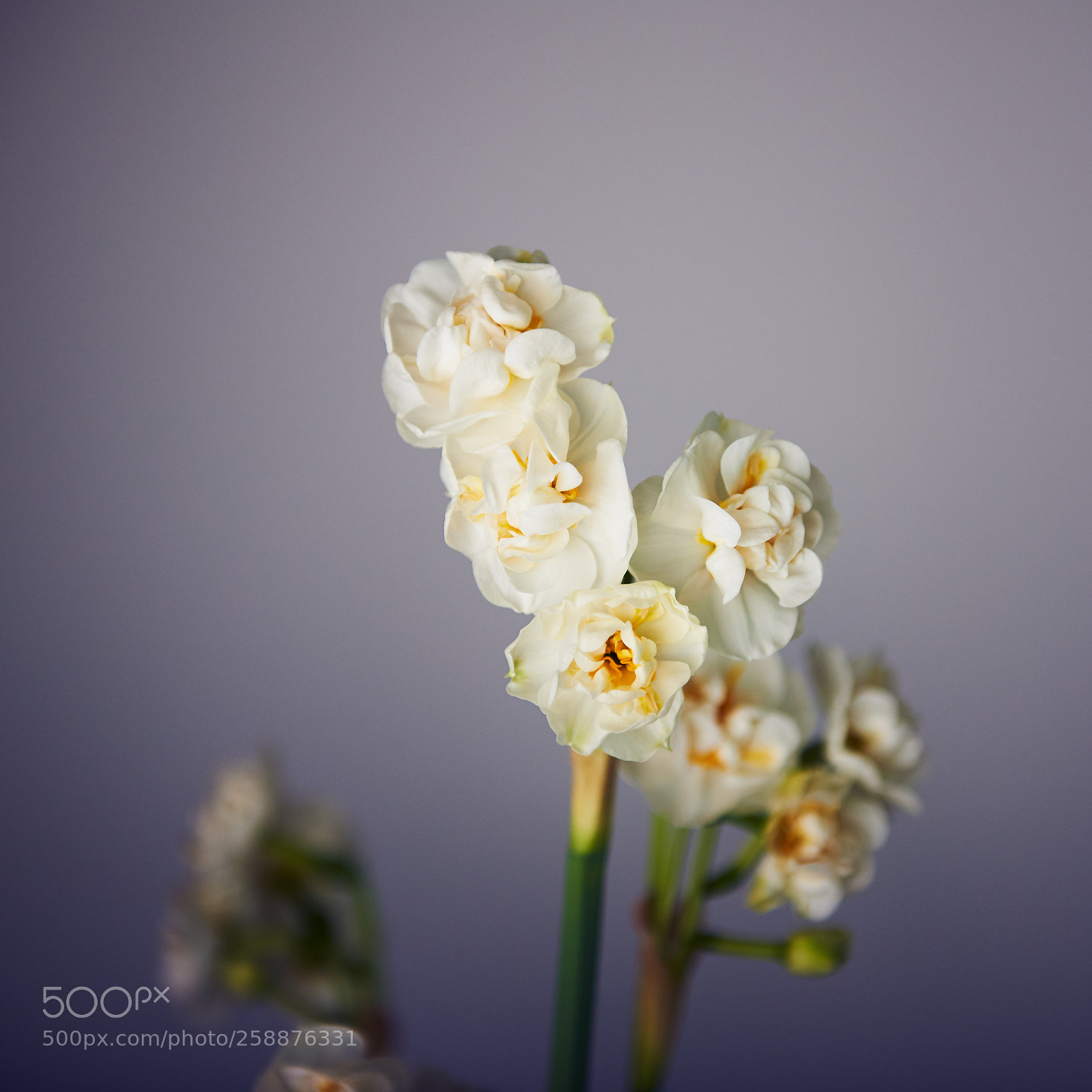 Nikon D750 sample photo. Narcissus poëticus iii photography