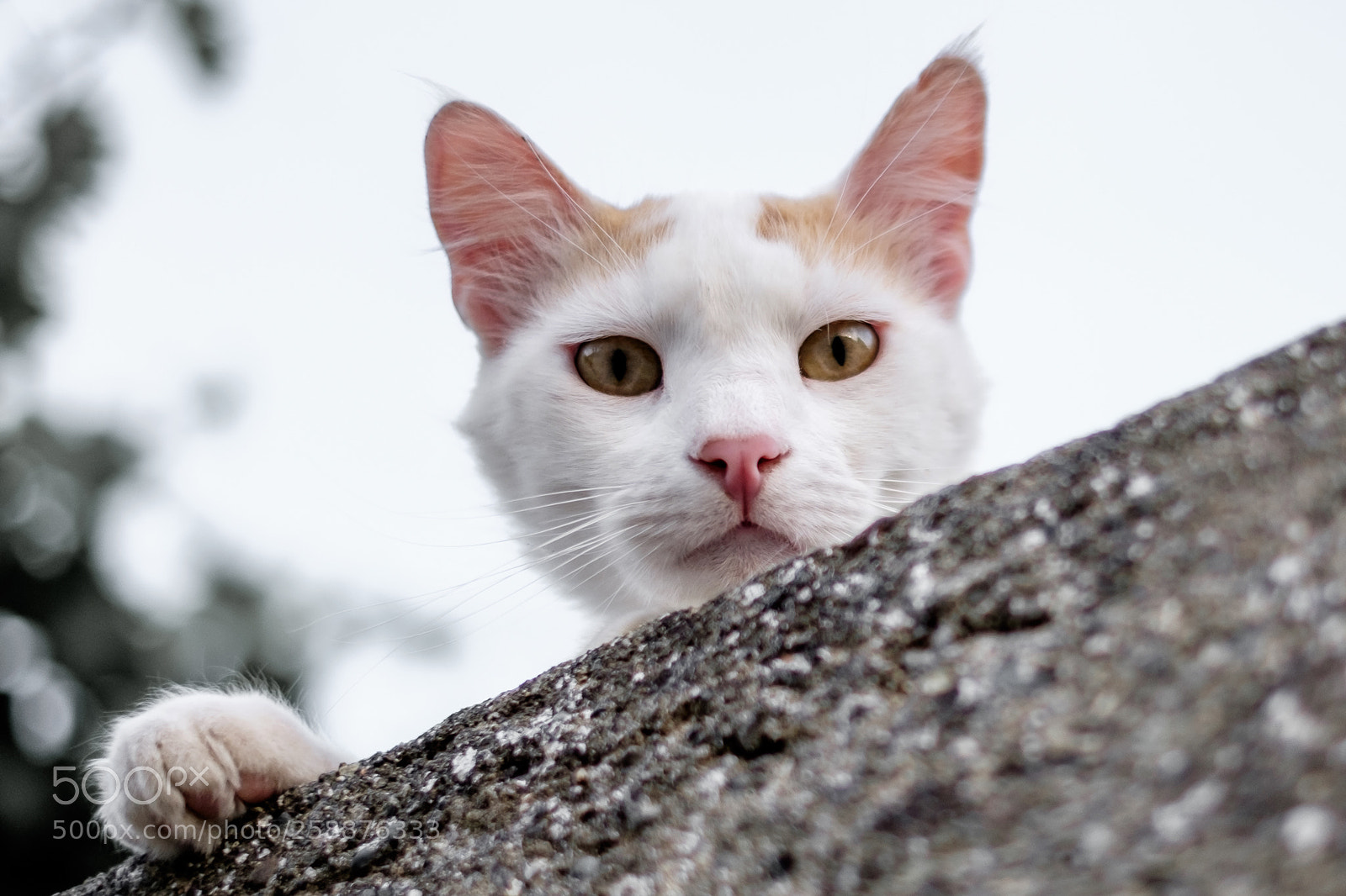 Fujifilm X-T1 sample photo. I'm watching you! photography