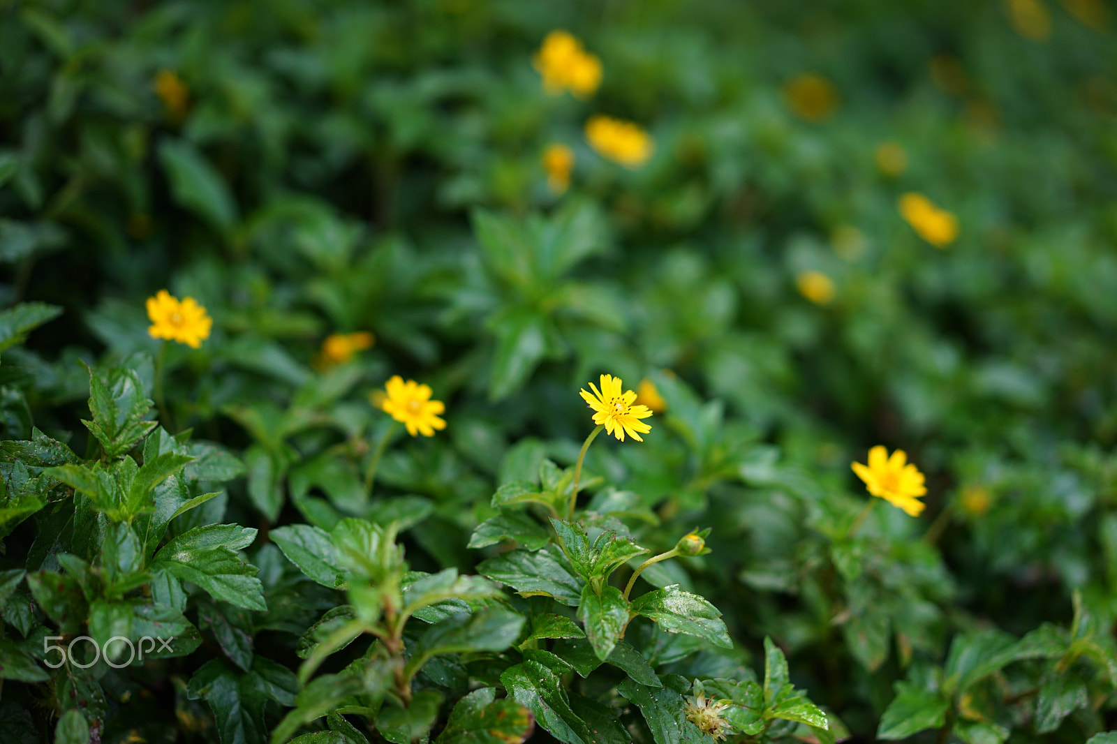 Sony Sonnar T* FE 55mm F1.8 ZA sample photo. Flower 1 photography