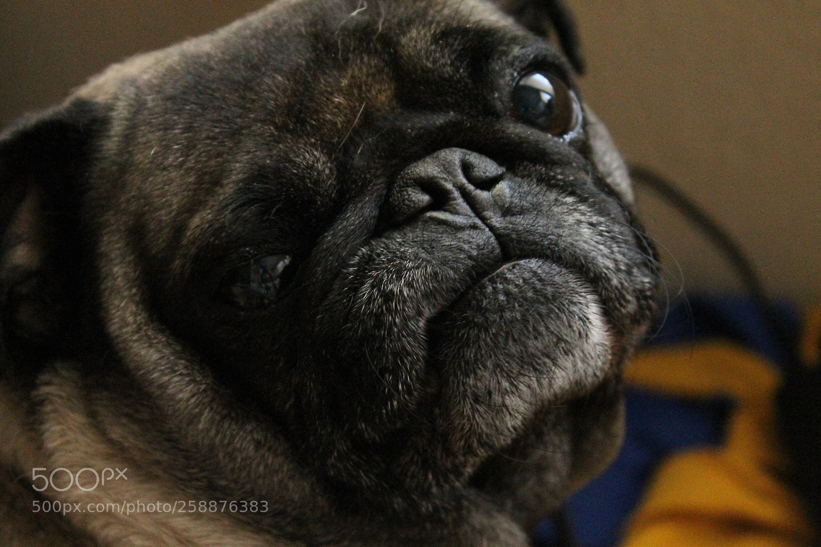 Canon EOS 1100D (EOS Rebel T3 / EOS Kiss X50) sample photo. Img photography