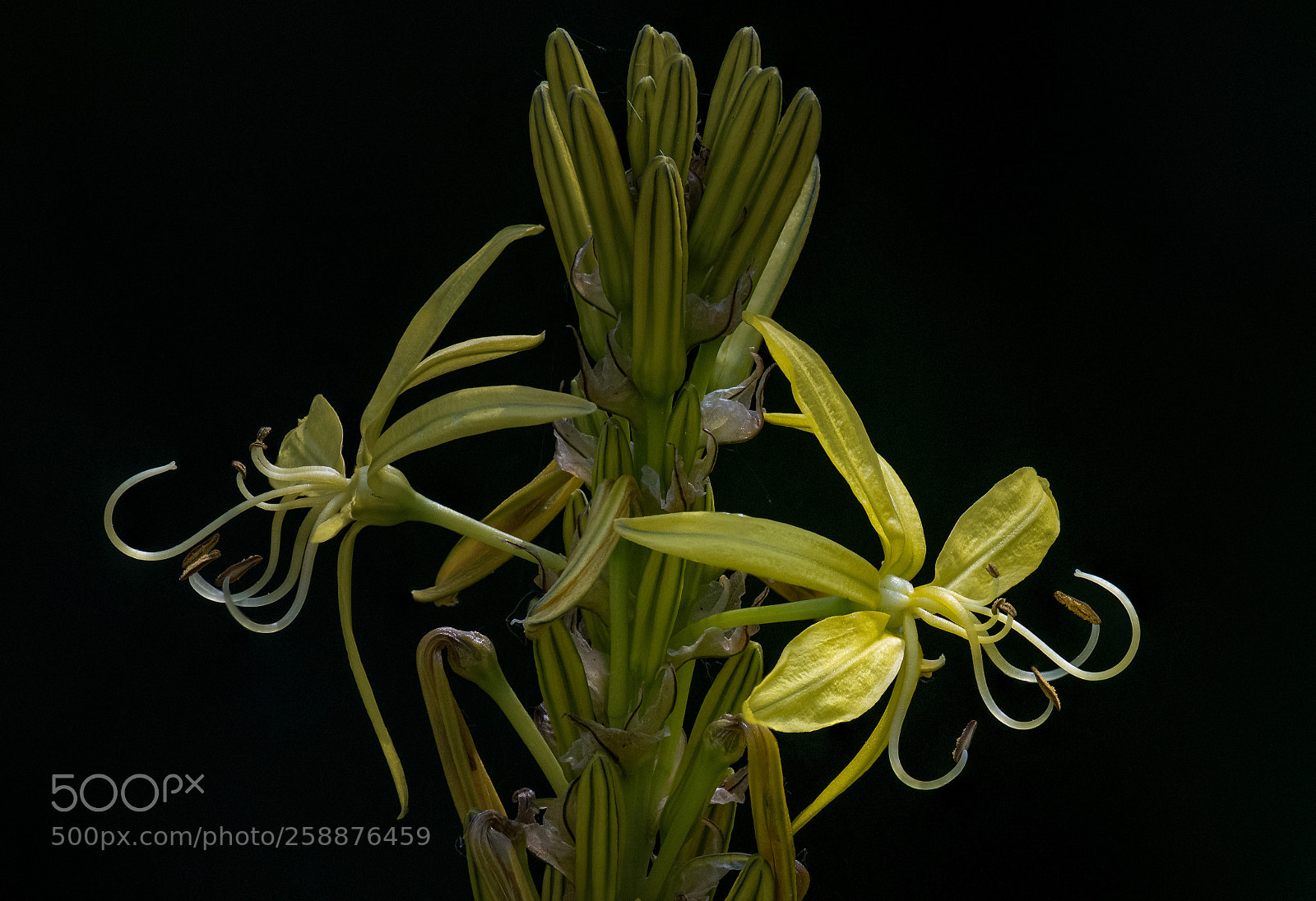 Nikon D850 sample photo. Garten_6 photography