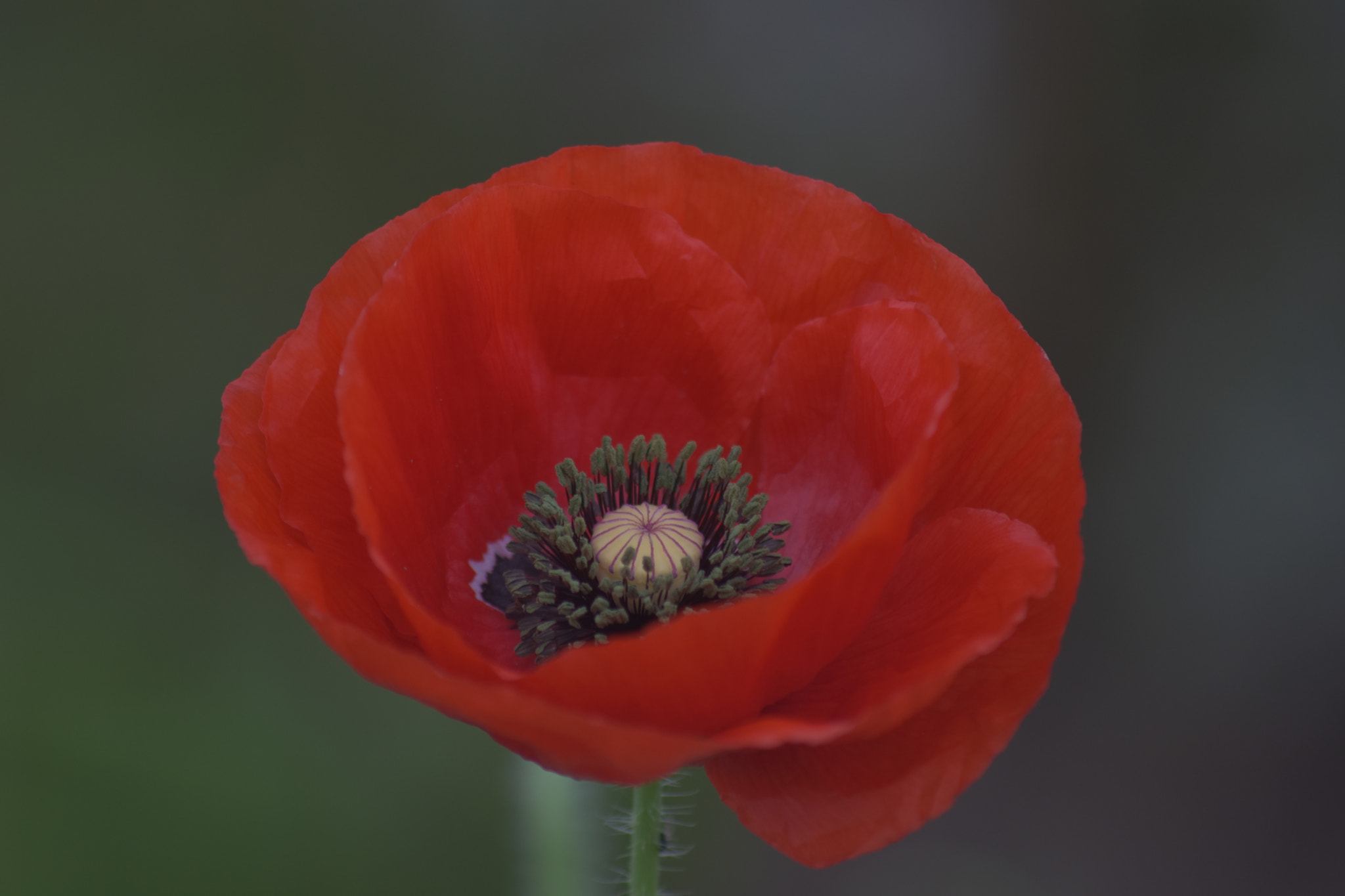 Sigma 70-300mm F4-5.6 APO DG Macro sample photo