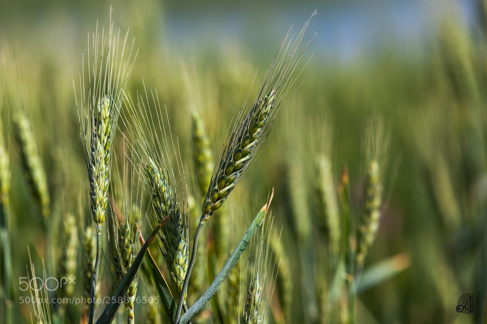 Canon EOS 5D Mark II sample photo. Wheat photography