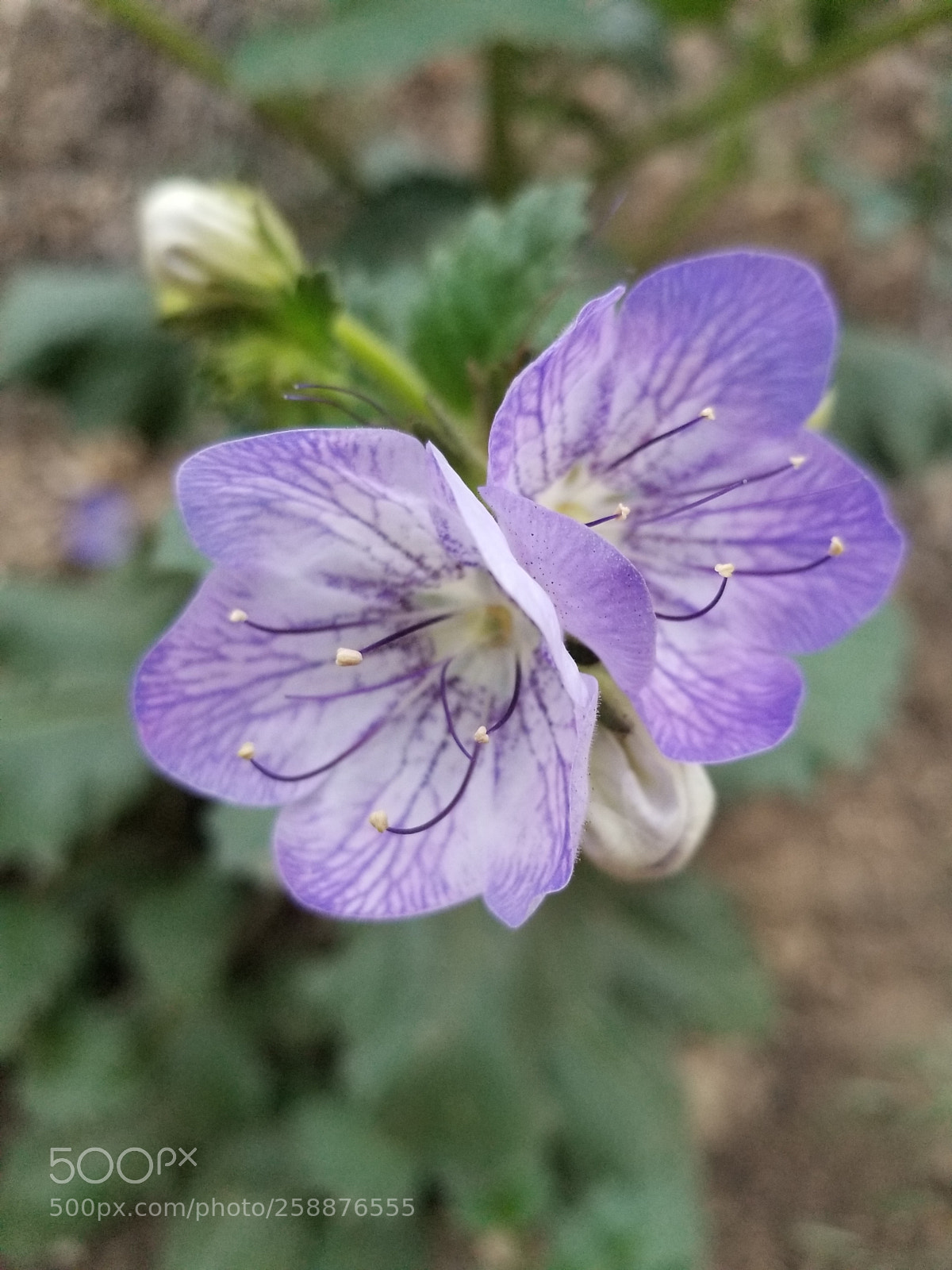 Samsung Galaxy S8+ sample photo. Wildflower - la tuna photography