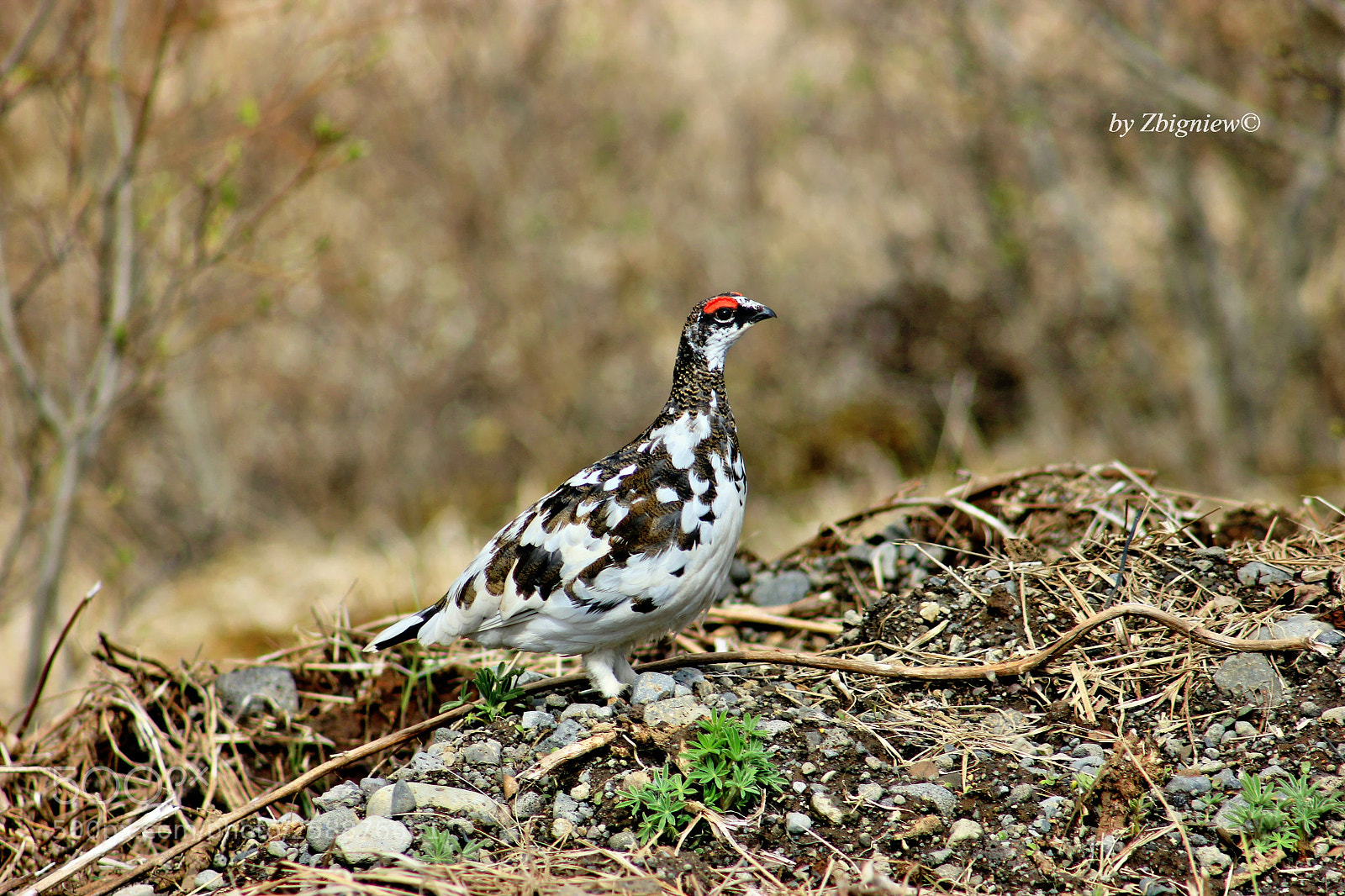 Canon EOS 550D (EOS Rebel T2i / EOS Kiss X4) sample photo. The rock ptarmigan photography