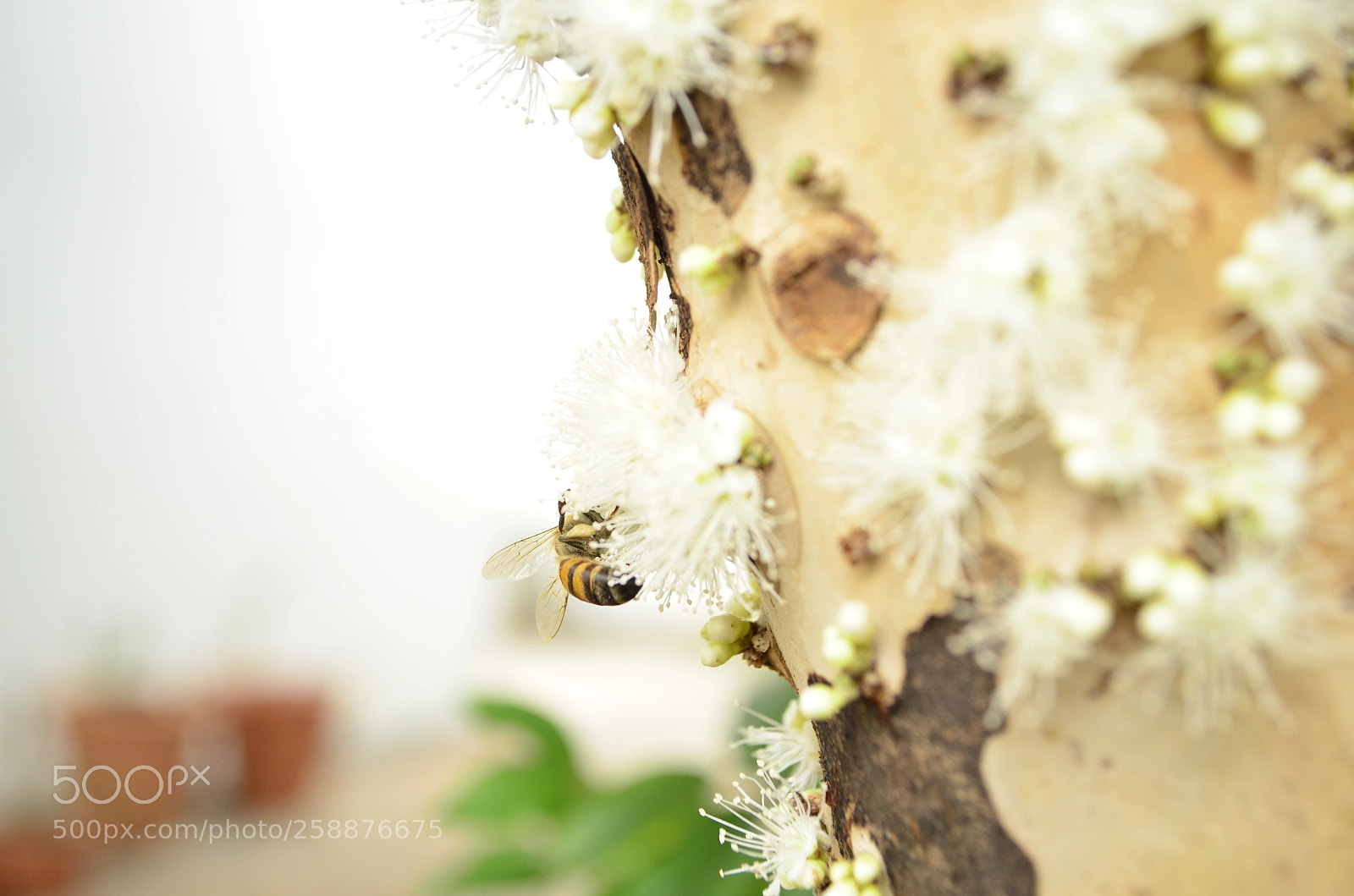 Nikon D5100 sample photo. Jabuticabeira photography