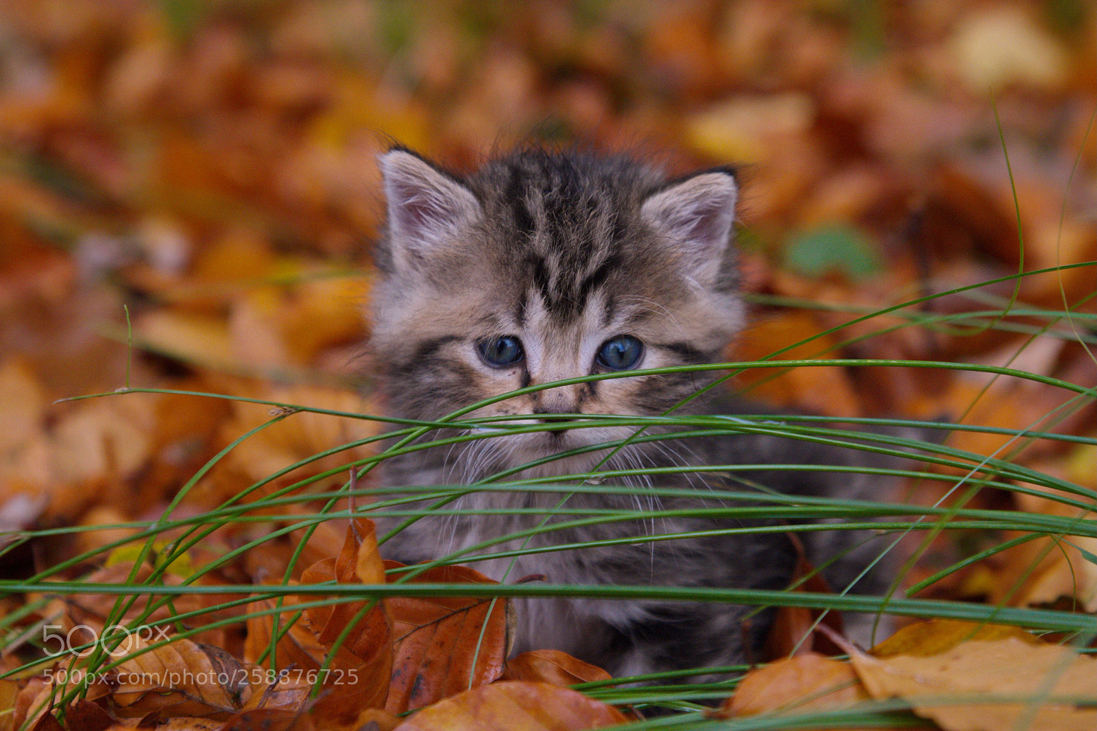Canon EOS 7D sample photo. Kitty photography