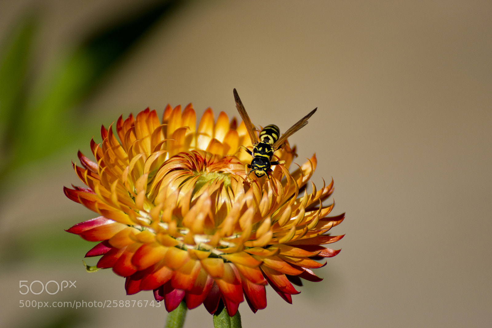 Canon EOS 600D (Rebel EOS T3i / EOS Kiss X5) sample photo. Wasp landing photography