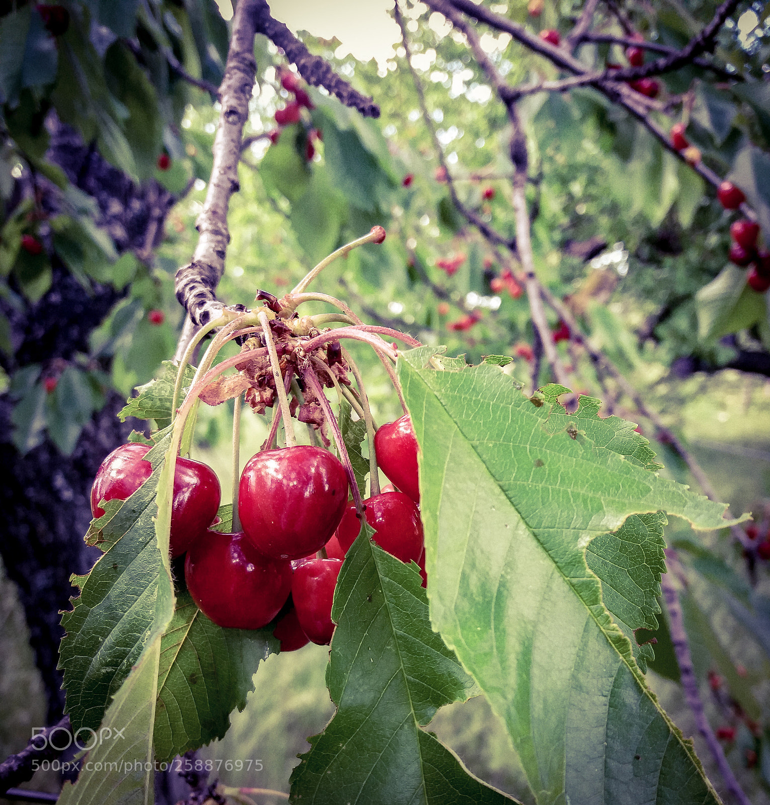 Samsung Galaxy J5(2016) sample photo. Untitled photography