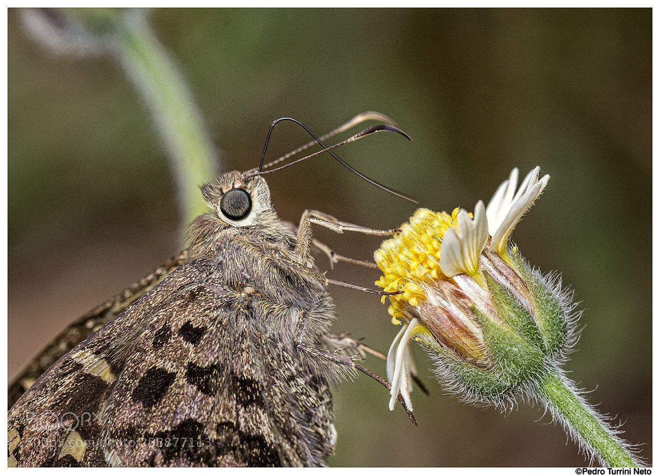 Canon EOS 600D (Rebel EOS T3i / EOS Kiss X5) sample photo. Moth on flower photography