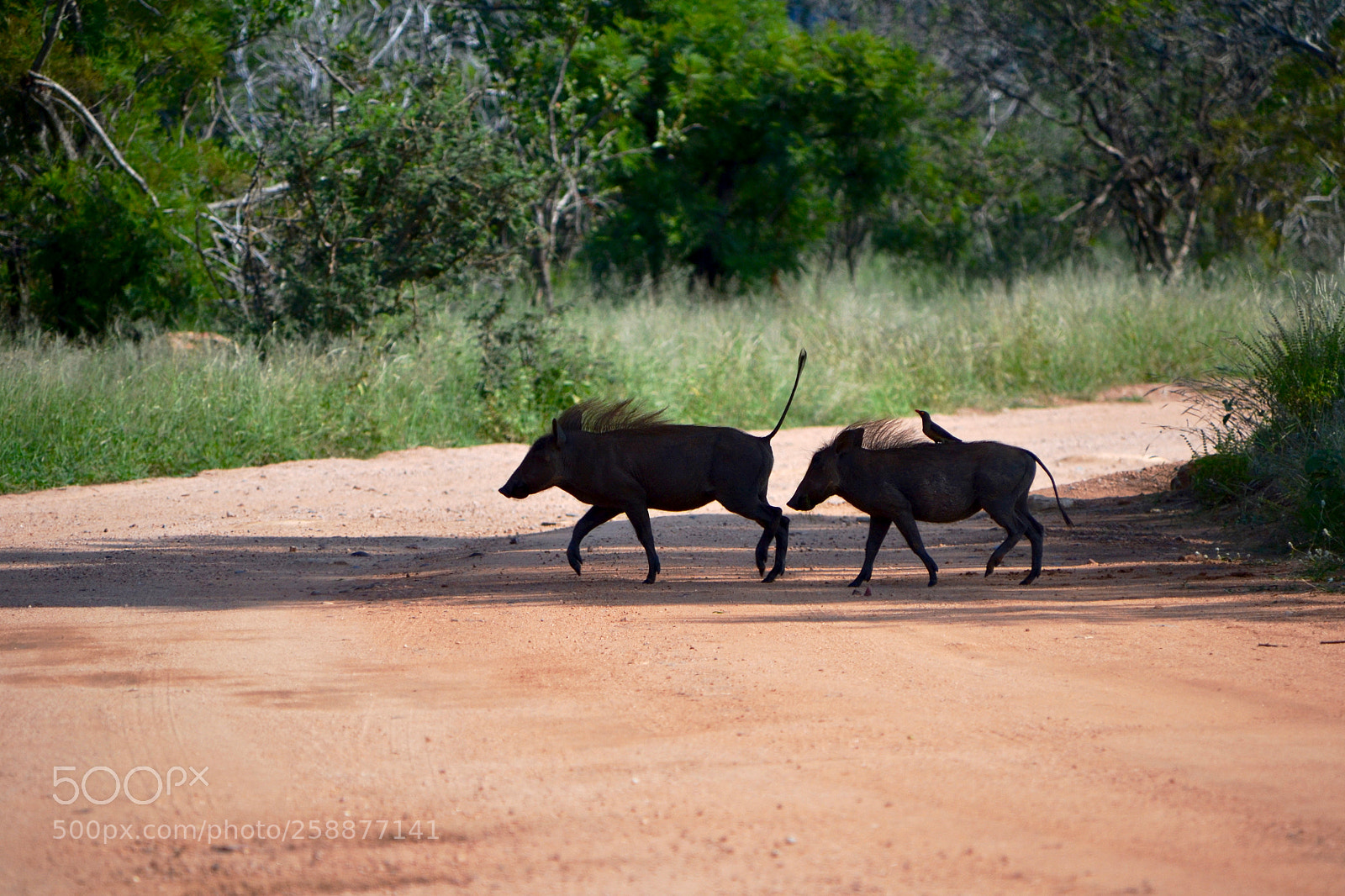 Nikon D3100 sample photo. Bush pigs crossing road photography