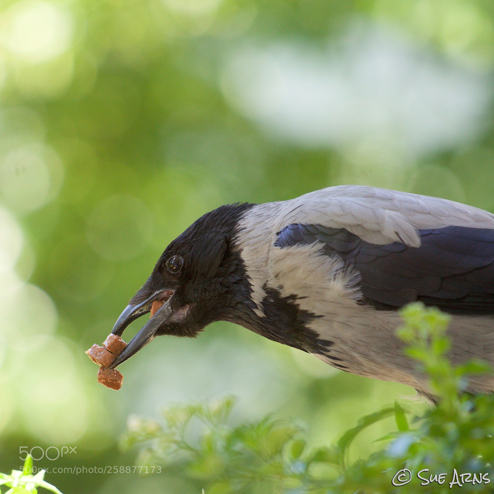 Canon EOS-1D X Mark II sample photo. Lunchtime photography