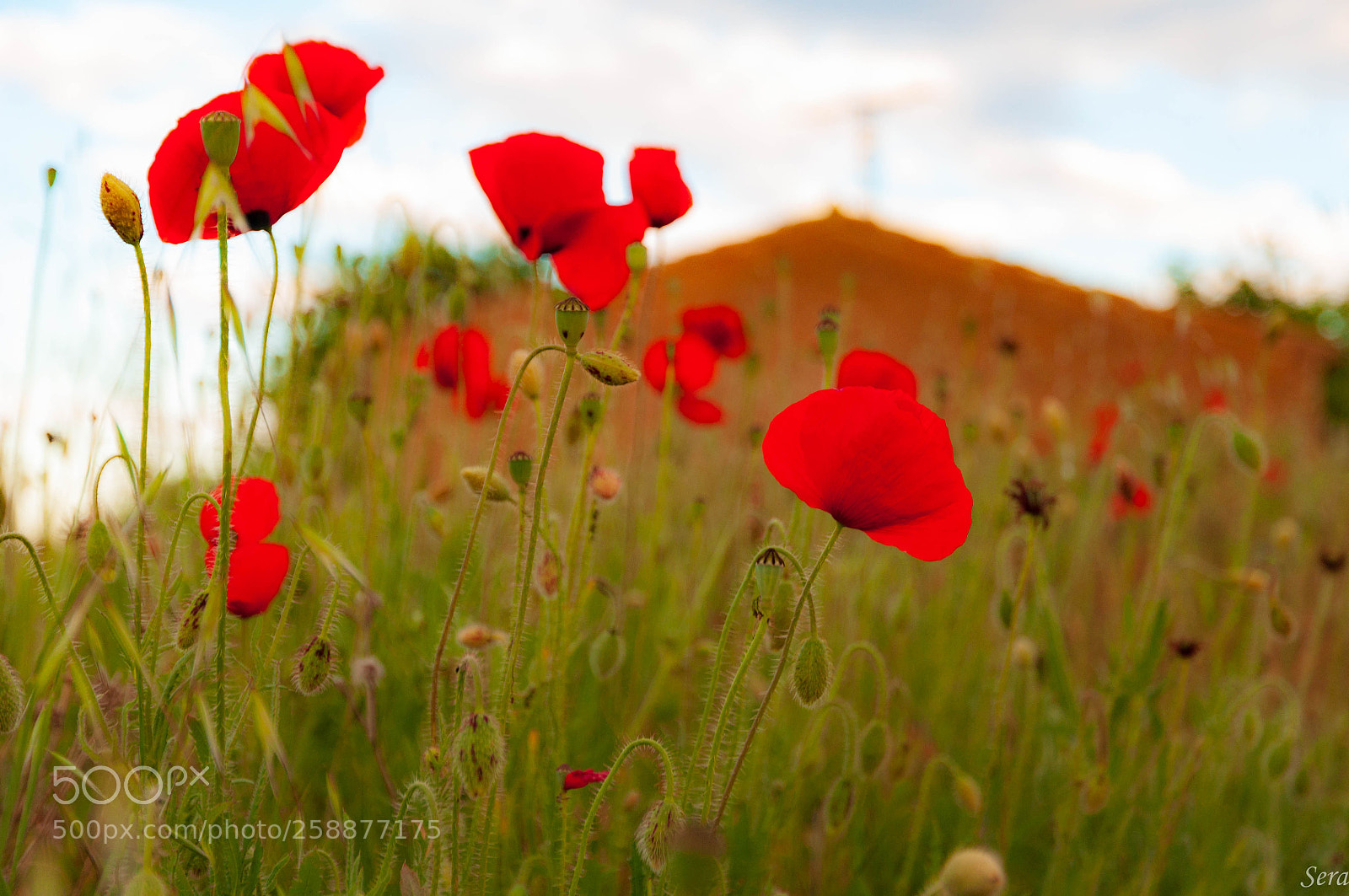 Nikon D90 sample photo. Amapolas en mayo photography