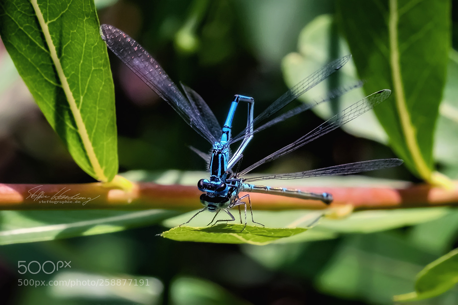 Fujifilm X-T2 sample photo. Blue coupling photography