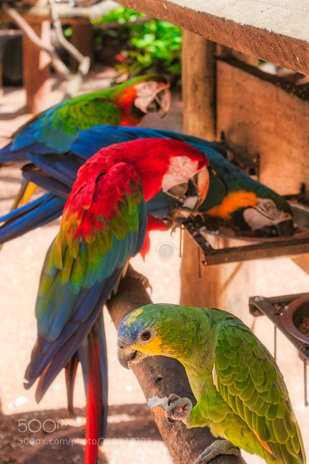 Sony Alpha DSLR-A700 sample photo. Tropical parrots .... photography