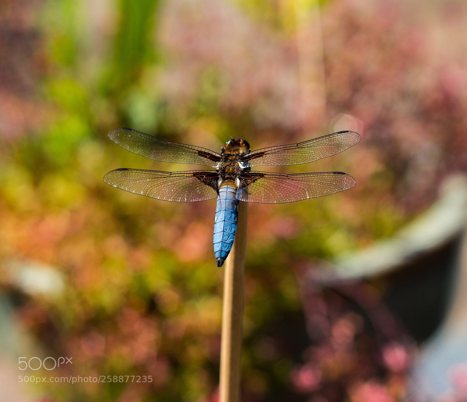 Canon EOS 650D (EOS Rebel T4i / EOS Kiss X6i) sample photo. Dragons monet photography