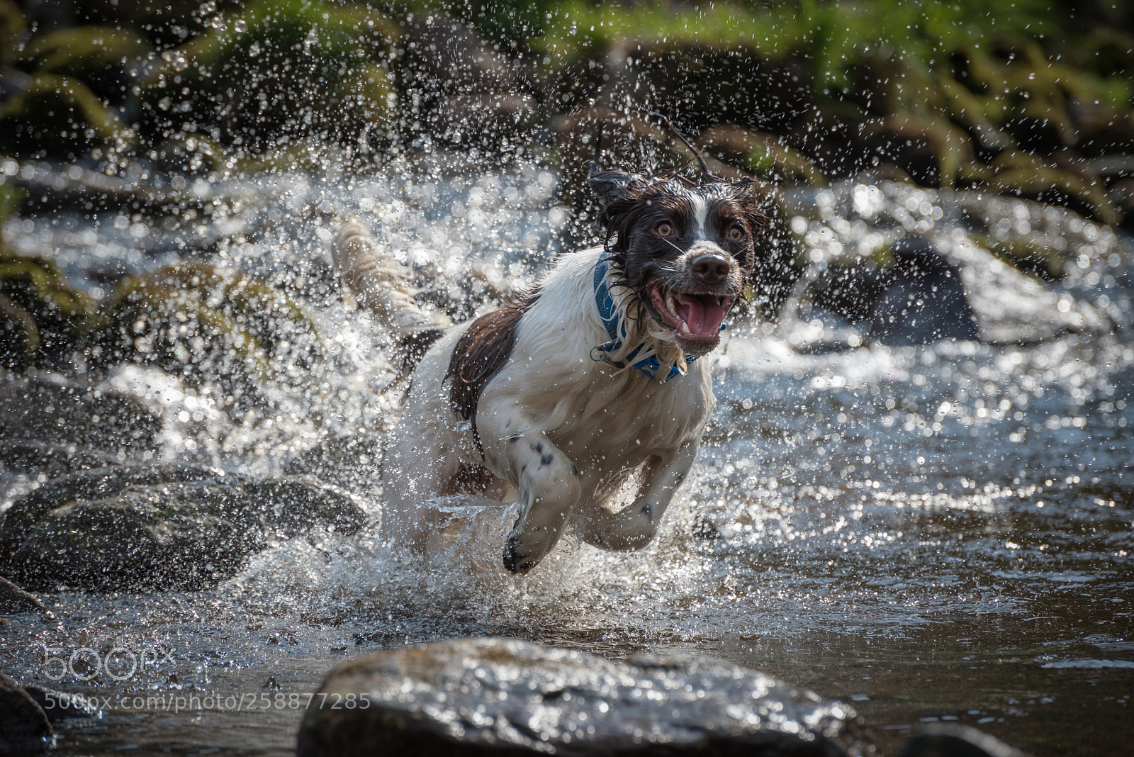 Nikon D750 sample photo. Buddy the famous springer photography