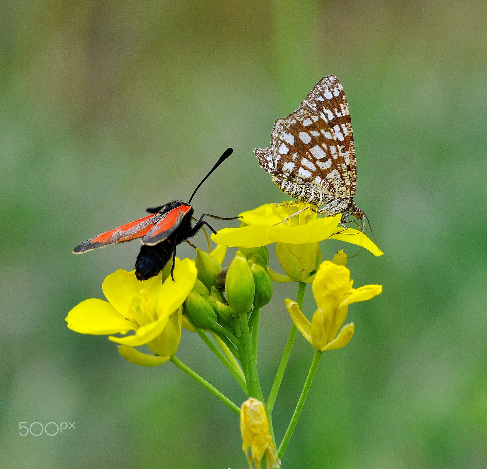 Nikon AF-S Micro-Nikkor 105mm F2.8G IF-ED VR sample photo. Gitterspanner (chiasmia clathrata), photography