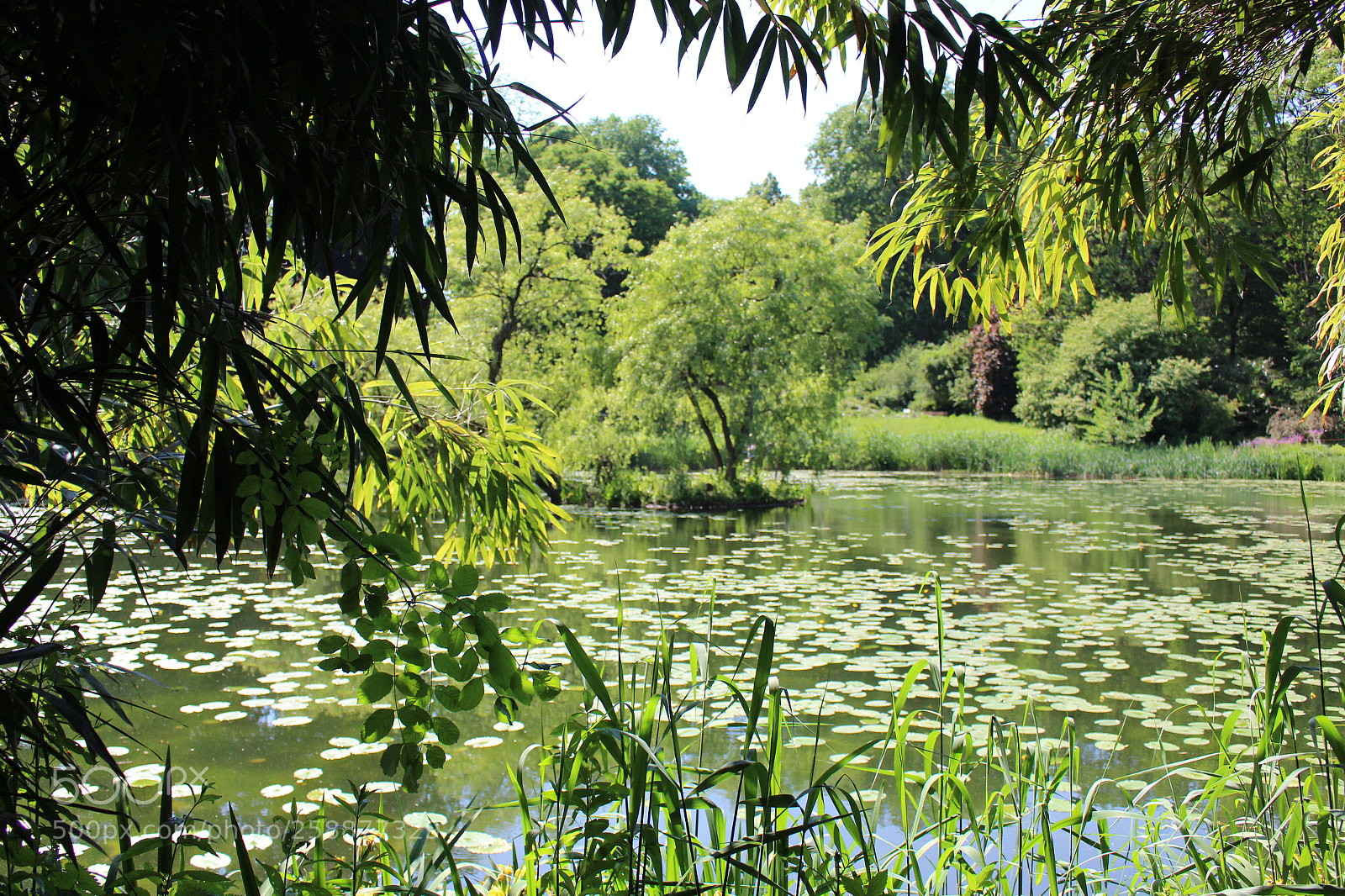 Canon EOS 700D (EOS Rebel T5i / EOS Kiss X7i) sample photo. Baum im see photography