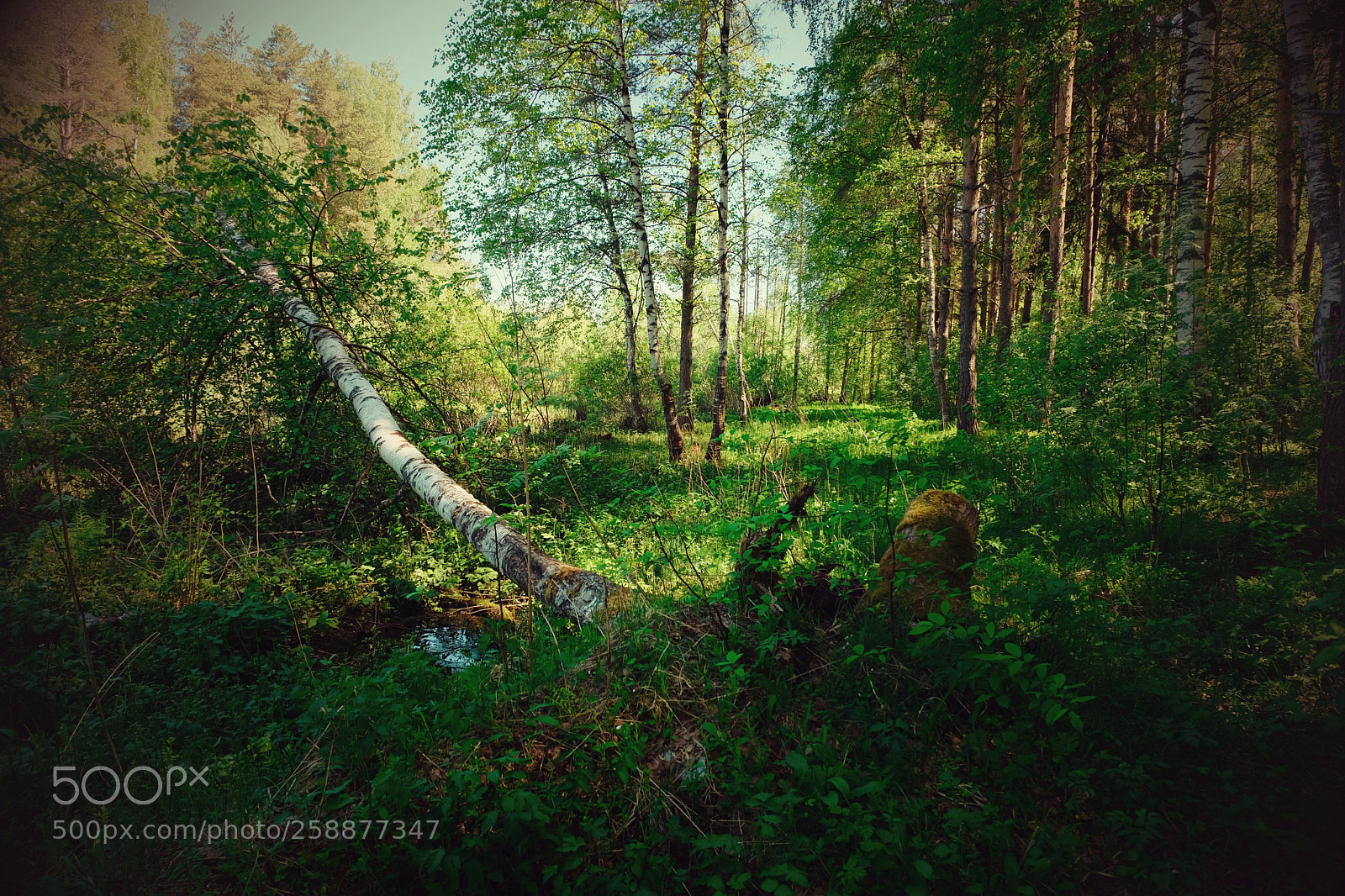 Fujifilm X-T20 sample photo. May landscapes.Майские пейзажи photography