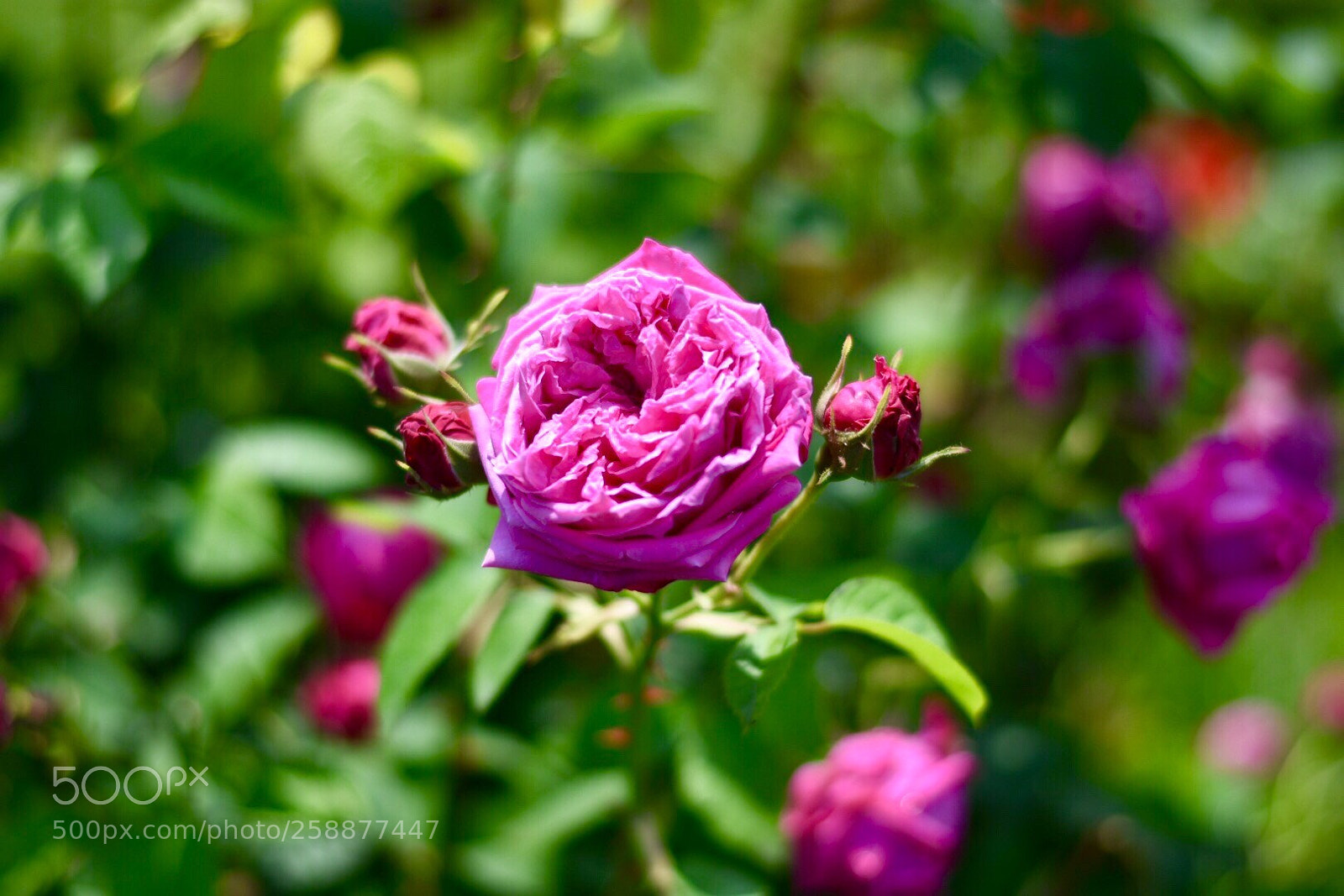 Nikon D7200 sample photo. Untitled photography