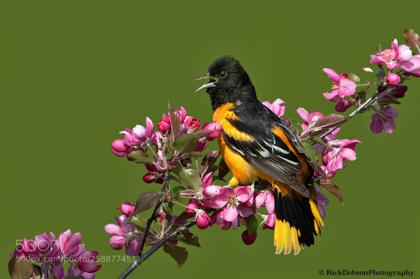 Canon EOS 7D Mark II sample photo. Baltimore oriole apple blossoms photography