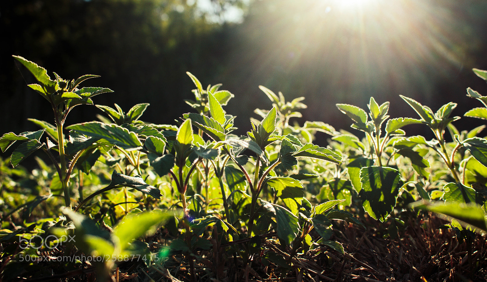 Canon EOS 700D (EOS Rebel T5i / EOS Kiss X7i) sample photo. Nature inside photography