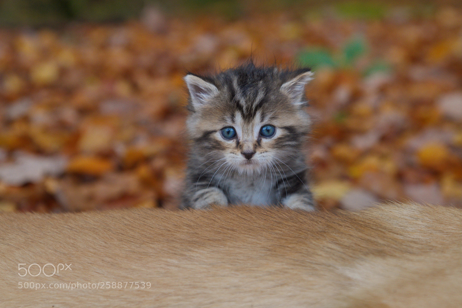 Canon EOS 7D sample photo. Kitty photography