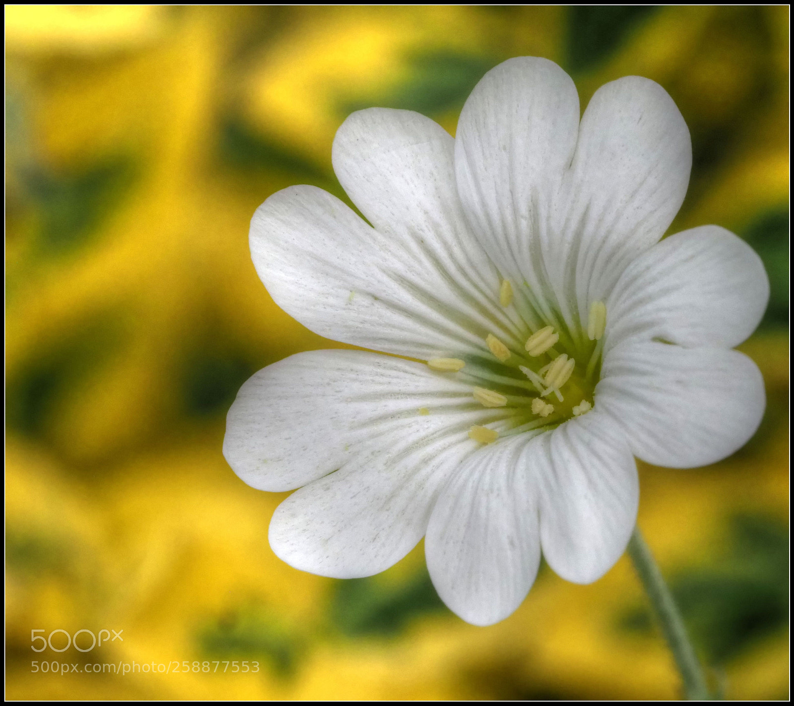 Olympus OM-D E-M1 Mark II sample photo. Yellow background photography