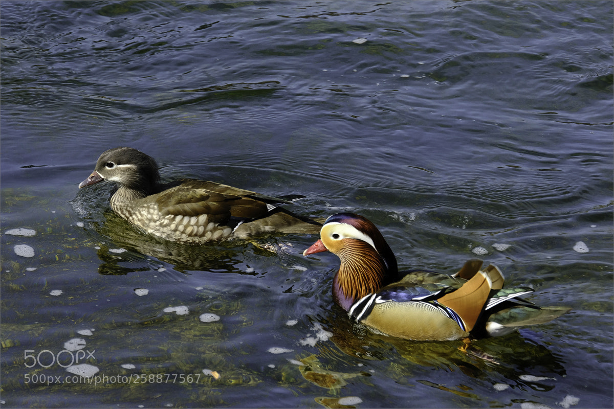 Fujifilm X-T2 sample photo. Ducks in love photography