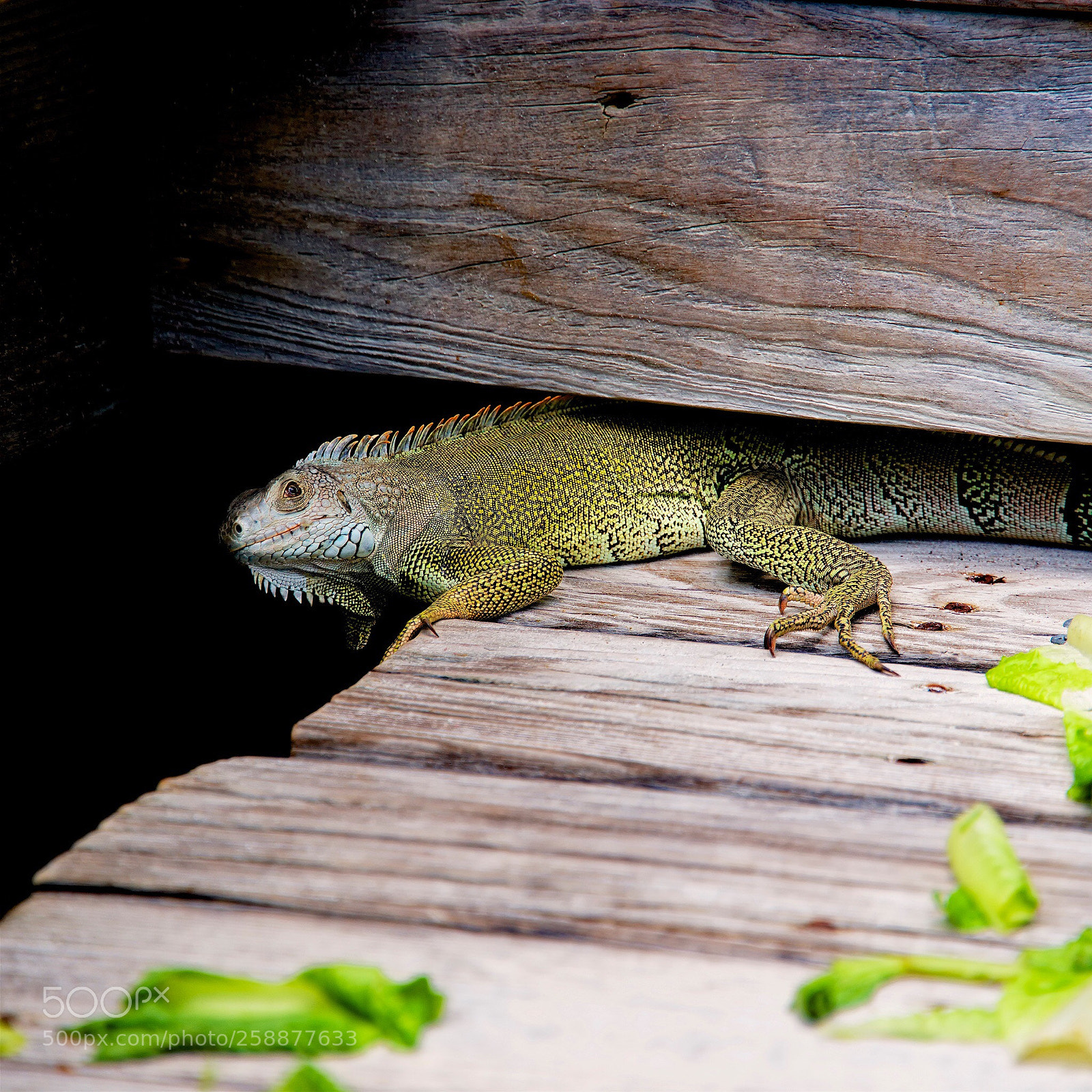 Nikon D800 sample photo. Bearded dragon  photography