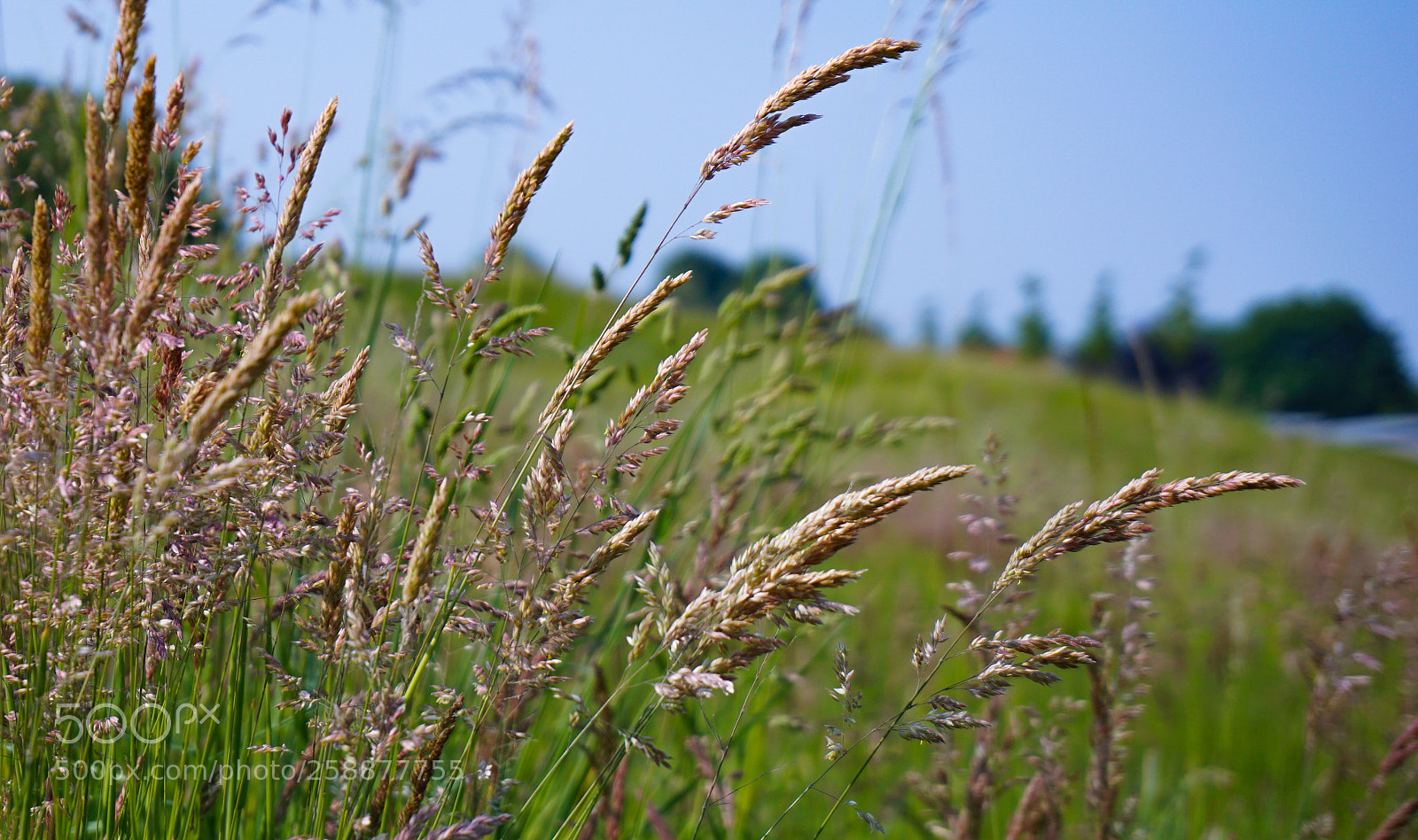 Sony a6000 sample photo. Happy grass photography