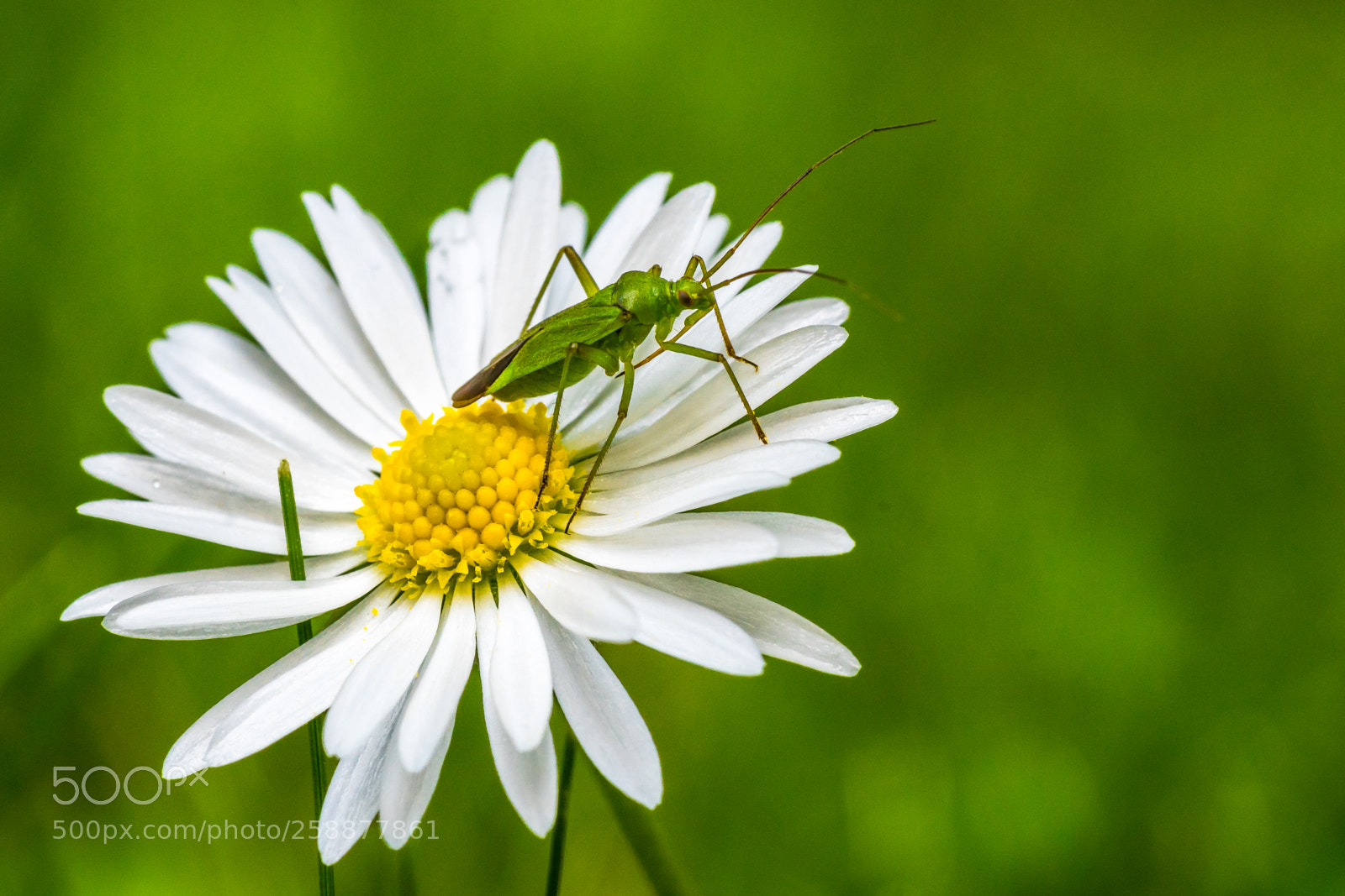 Sony a7R II sample photo. Our garden today photography