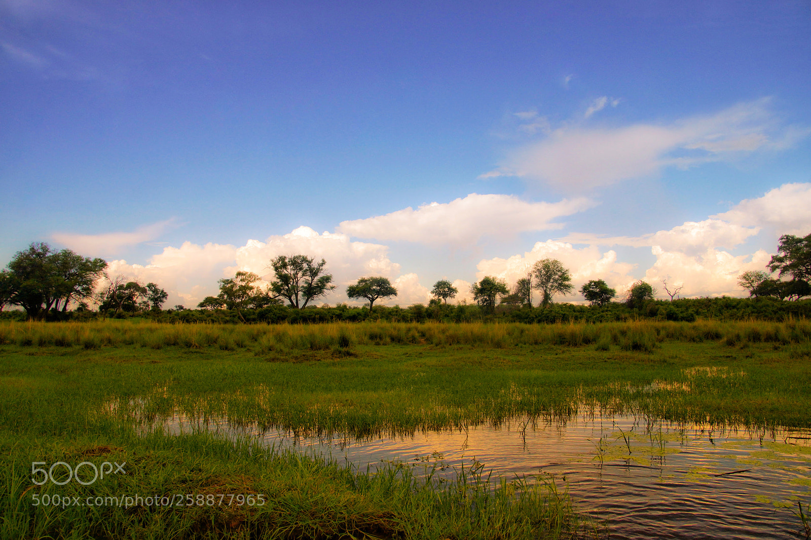 Sony SLT-A77 sample photo. Okavango photography