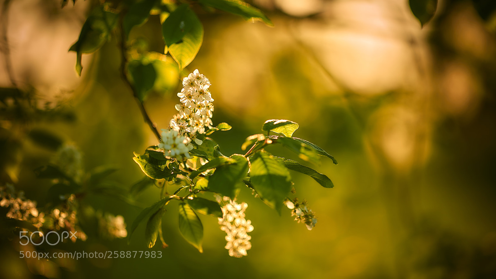 Nikon D800E sample photo. Sunset saturation photography