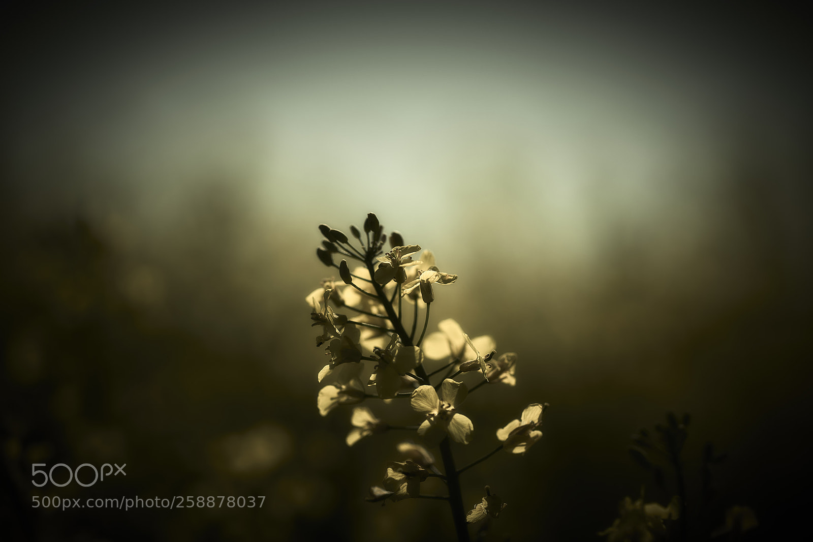 Nikon D850 sample photo. In the shadowland photography