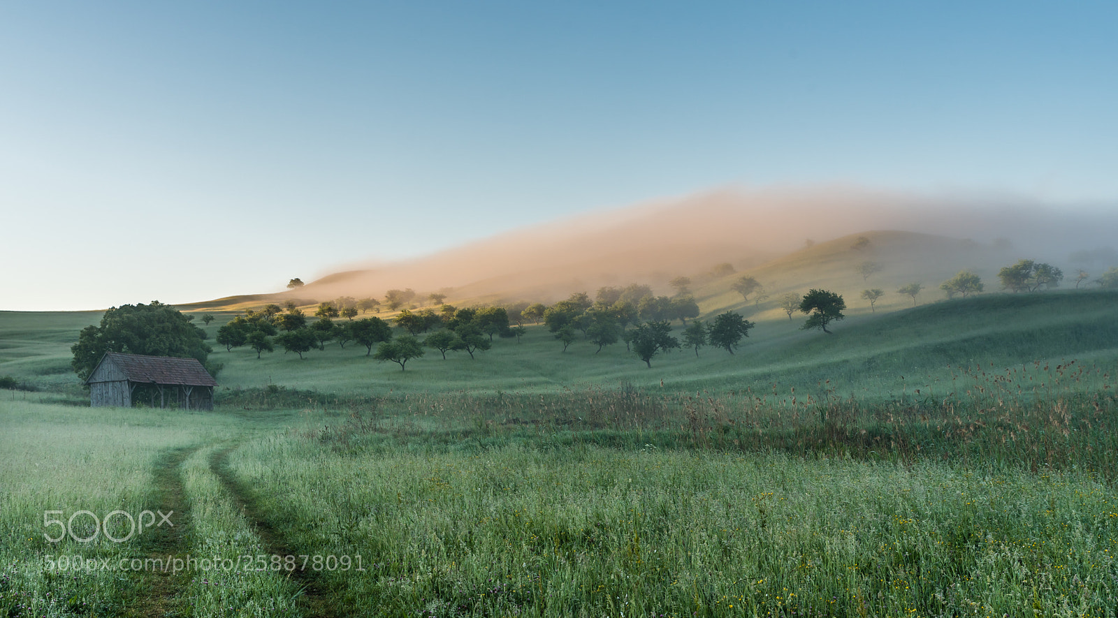 Nikon D750 sample photo. Perianth of dawn photography