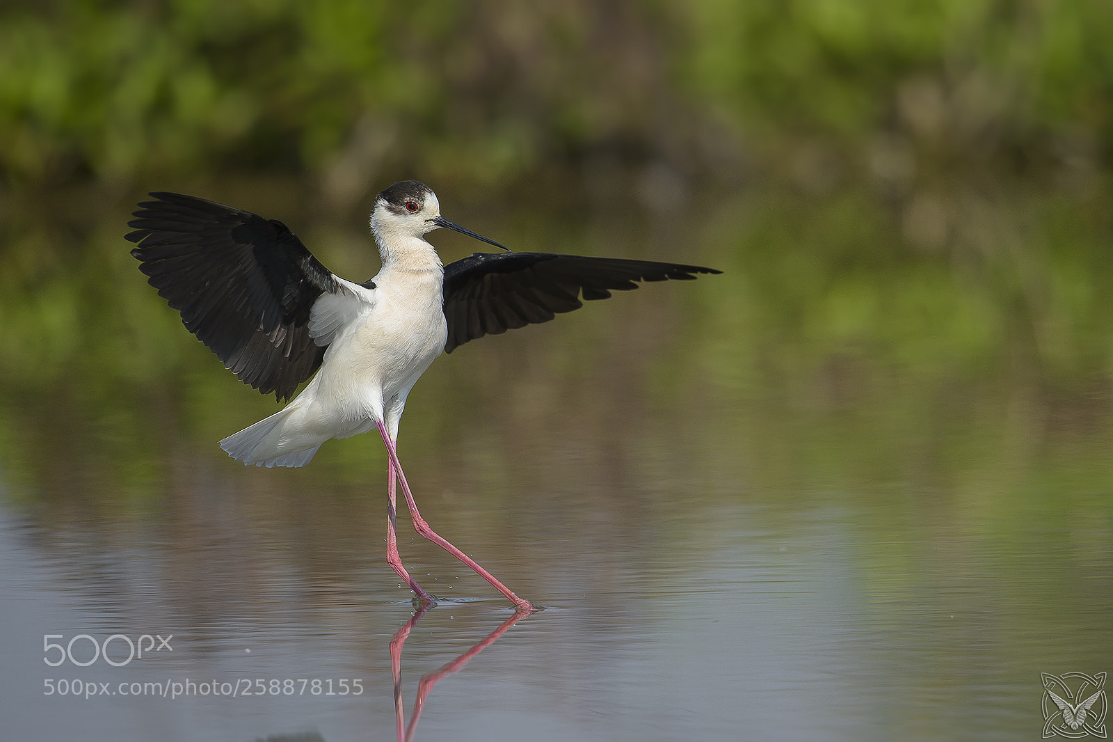Nikon D4S sample photo. Himantopus himantopus, cavaliere d'italia photography