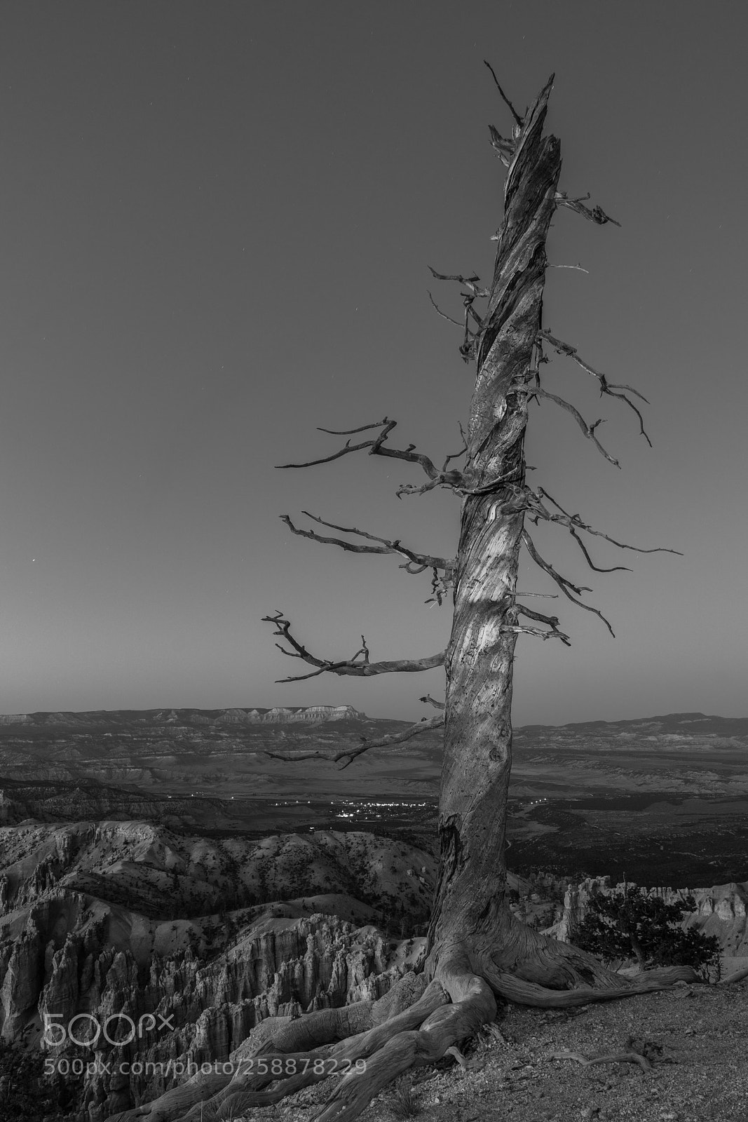 Sony a7R III sample photo. Lone bristlecone pine photography