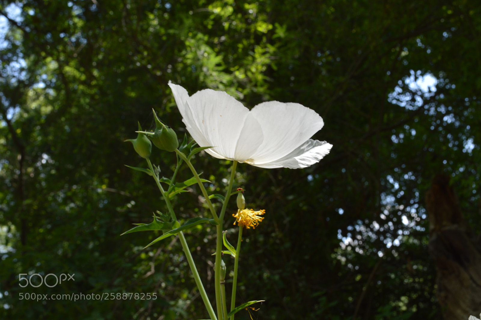 Nikon D3200 sample photo. Doña petalos photography