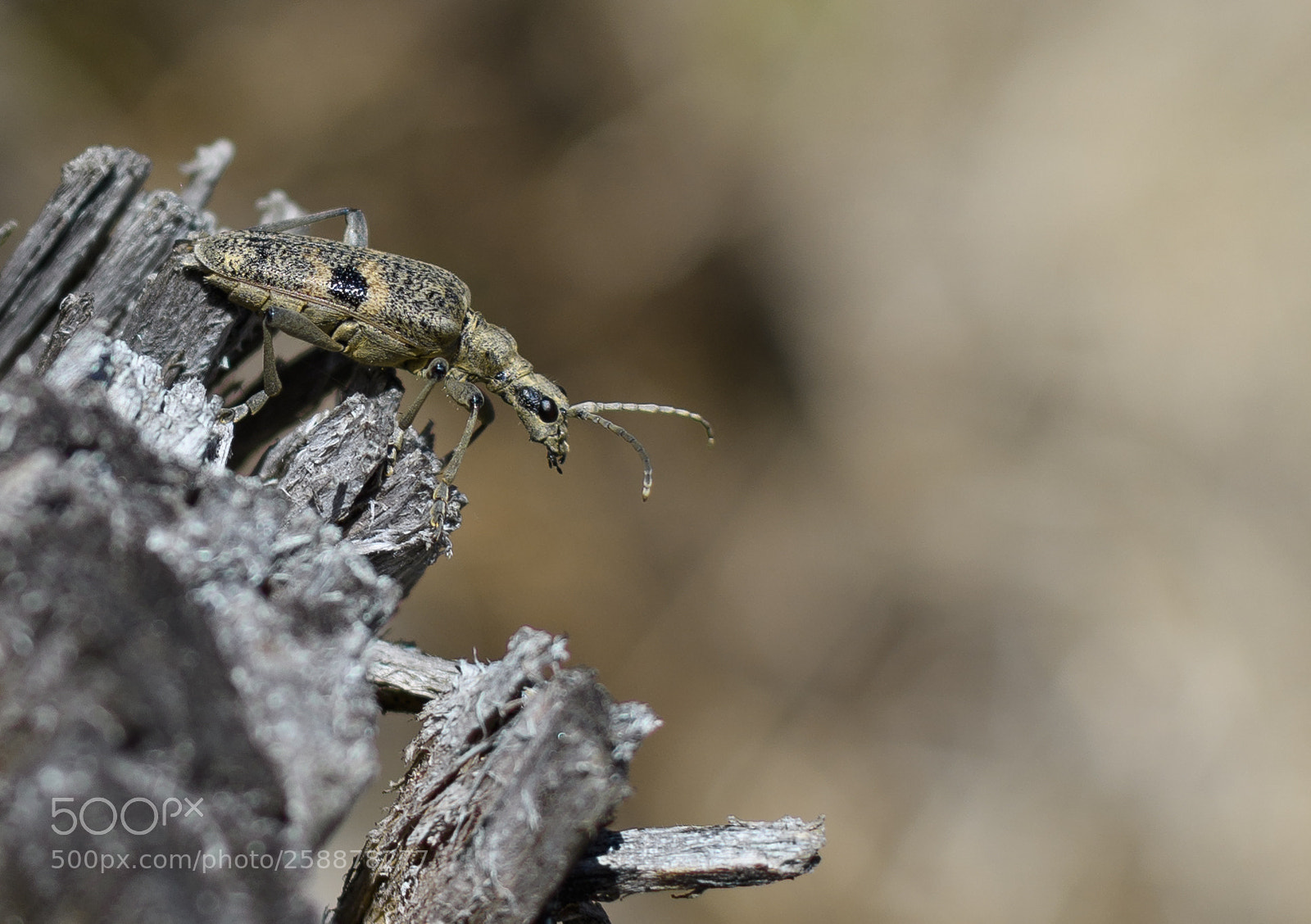 Nikon D500 sample photo. Blackspotted pliers support beetle photography