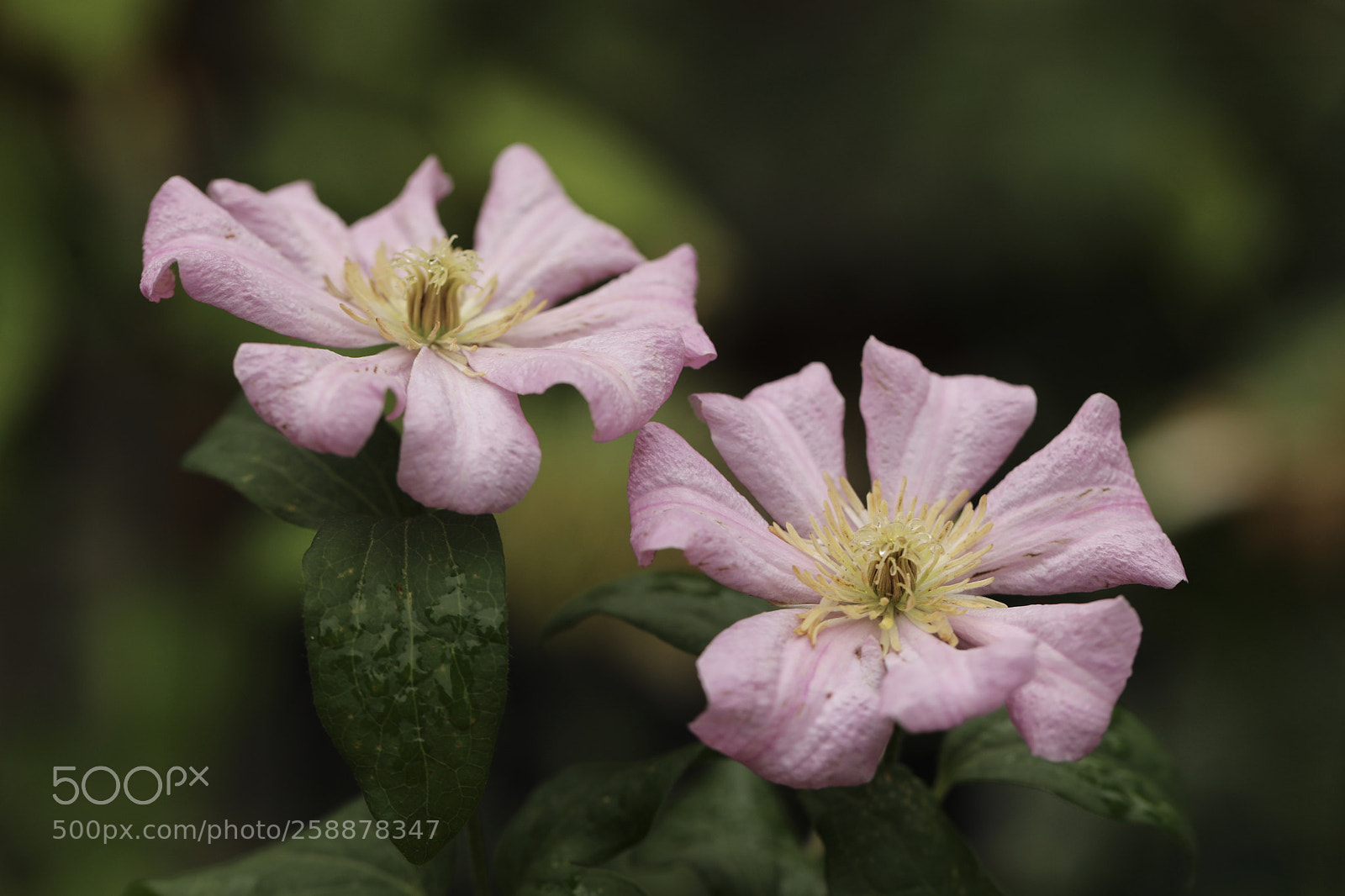 Canon EOS 5D Mark IV sample photo. 铁线莲 photography