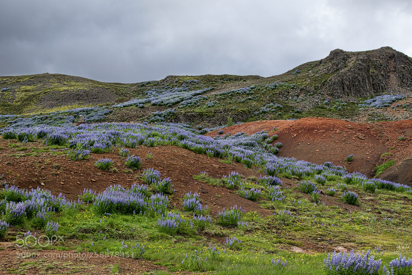 Nikon D3300 sample photo. Lupines in the geysir photography