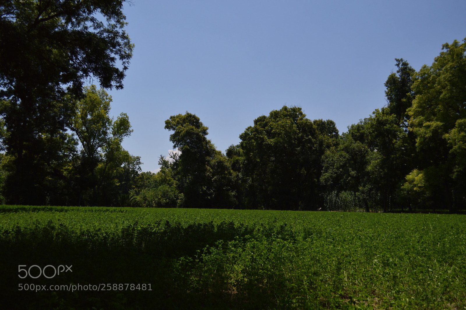 Nikon D3200 sample photo. Alfalfa photography