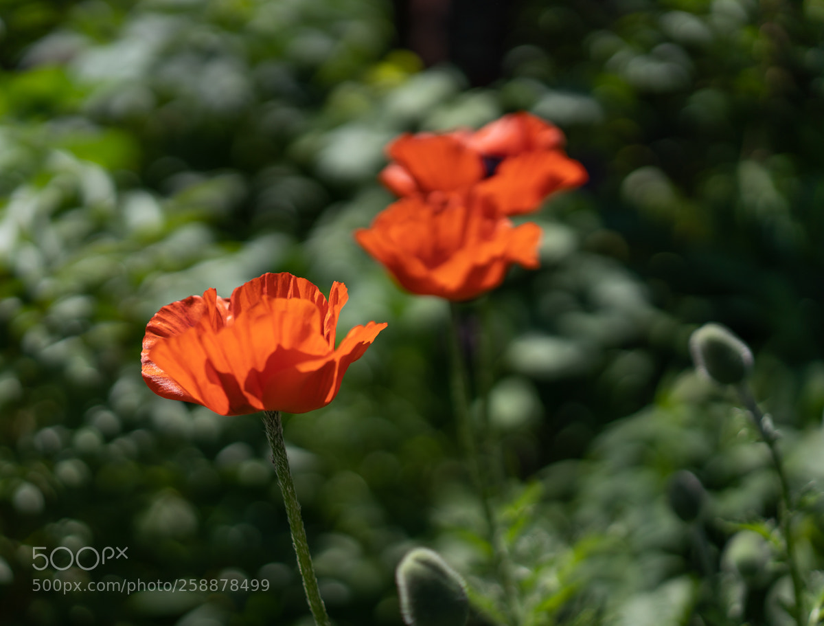 Sony a7 III sample photo. Mohn photography