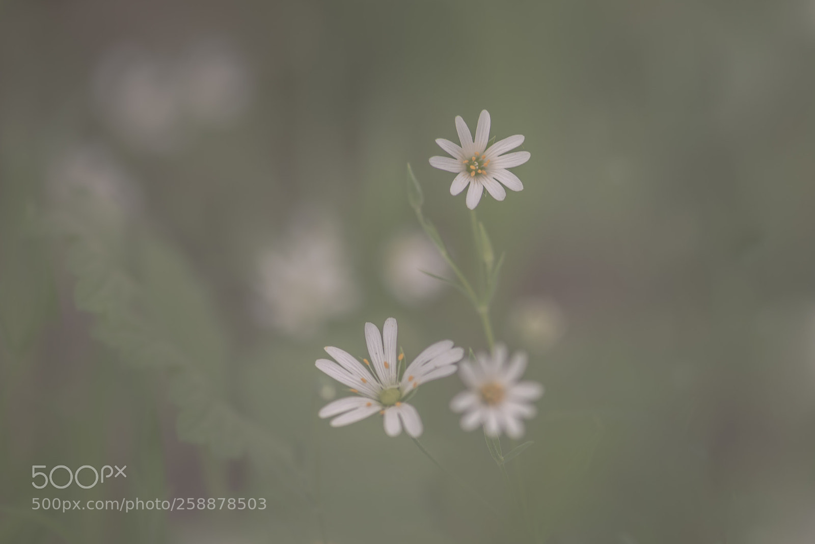 Nikon D810 sample photo. Untitled photography