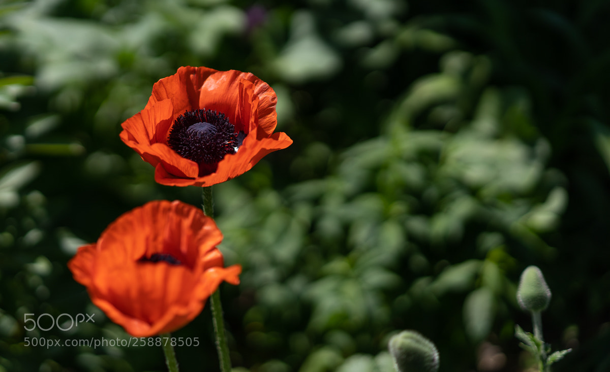 Sony a7 III sample photo. Mohn photography