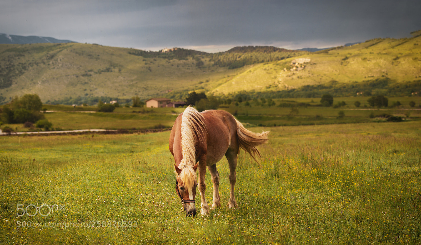 Canon EOS 7D sample photo. Horse without name photography